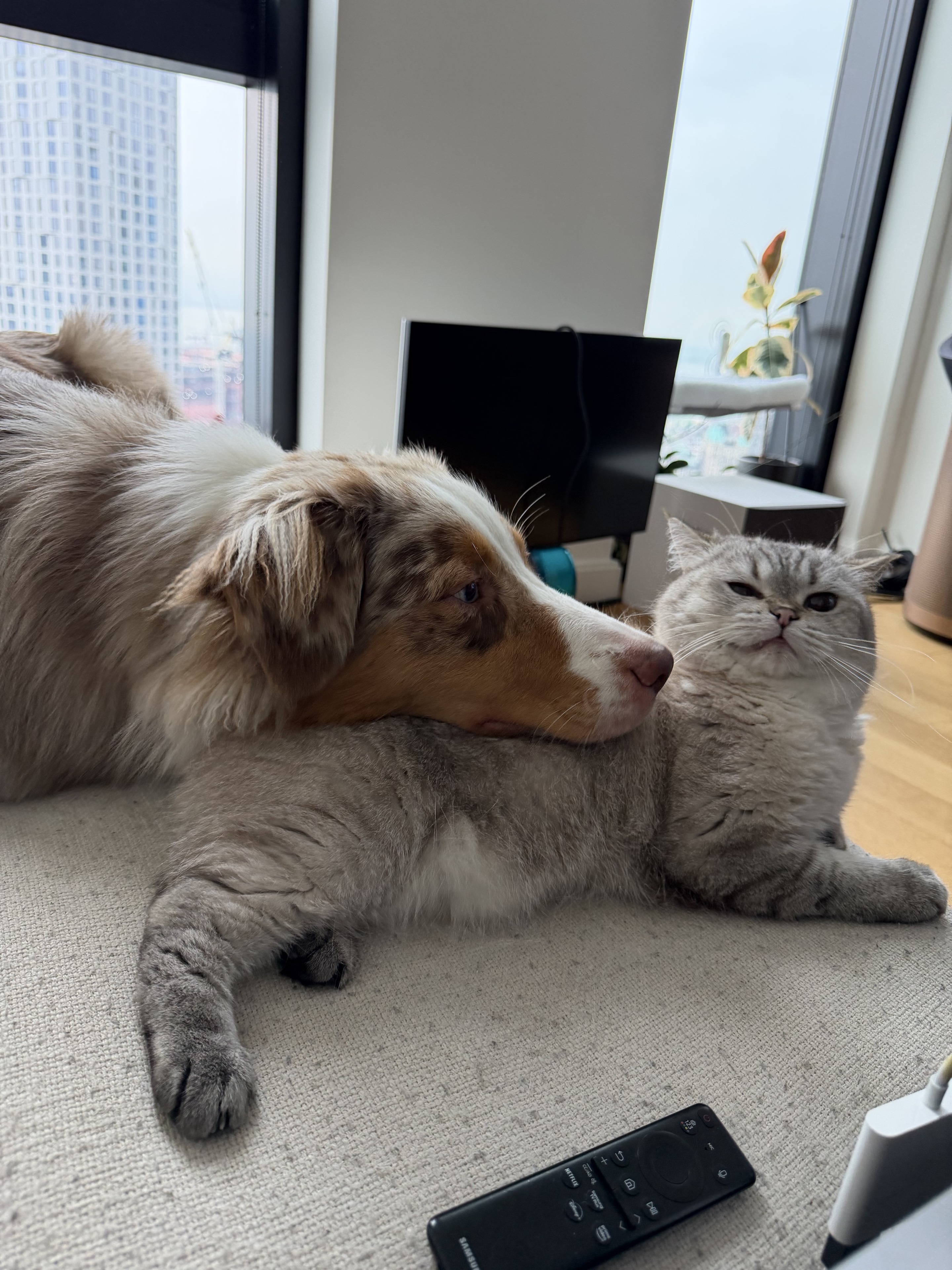 Argo resting his head on his cat companion at home