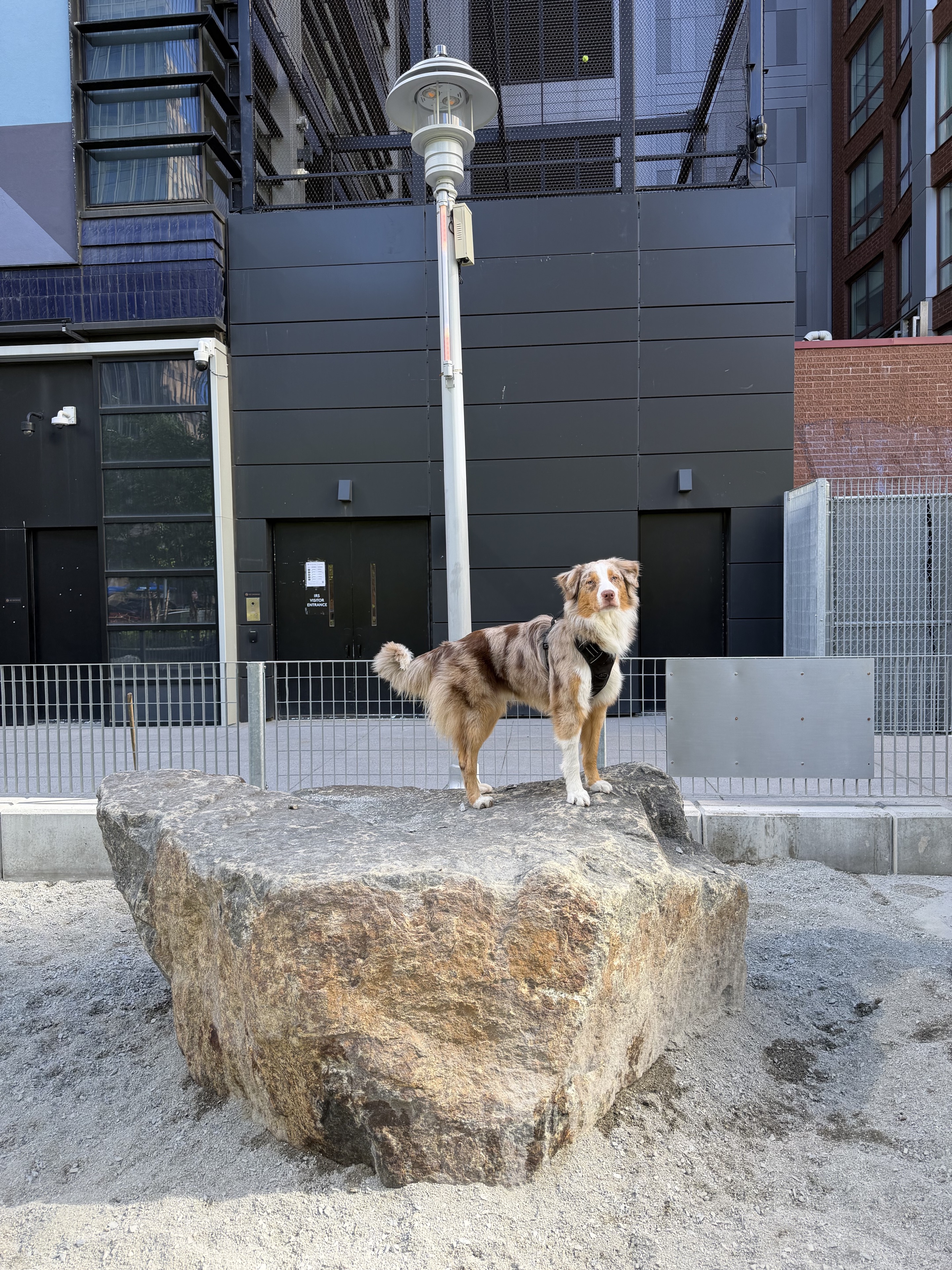 Argo standing confidently on a large rock outside